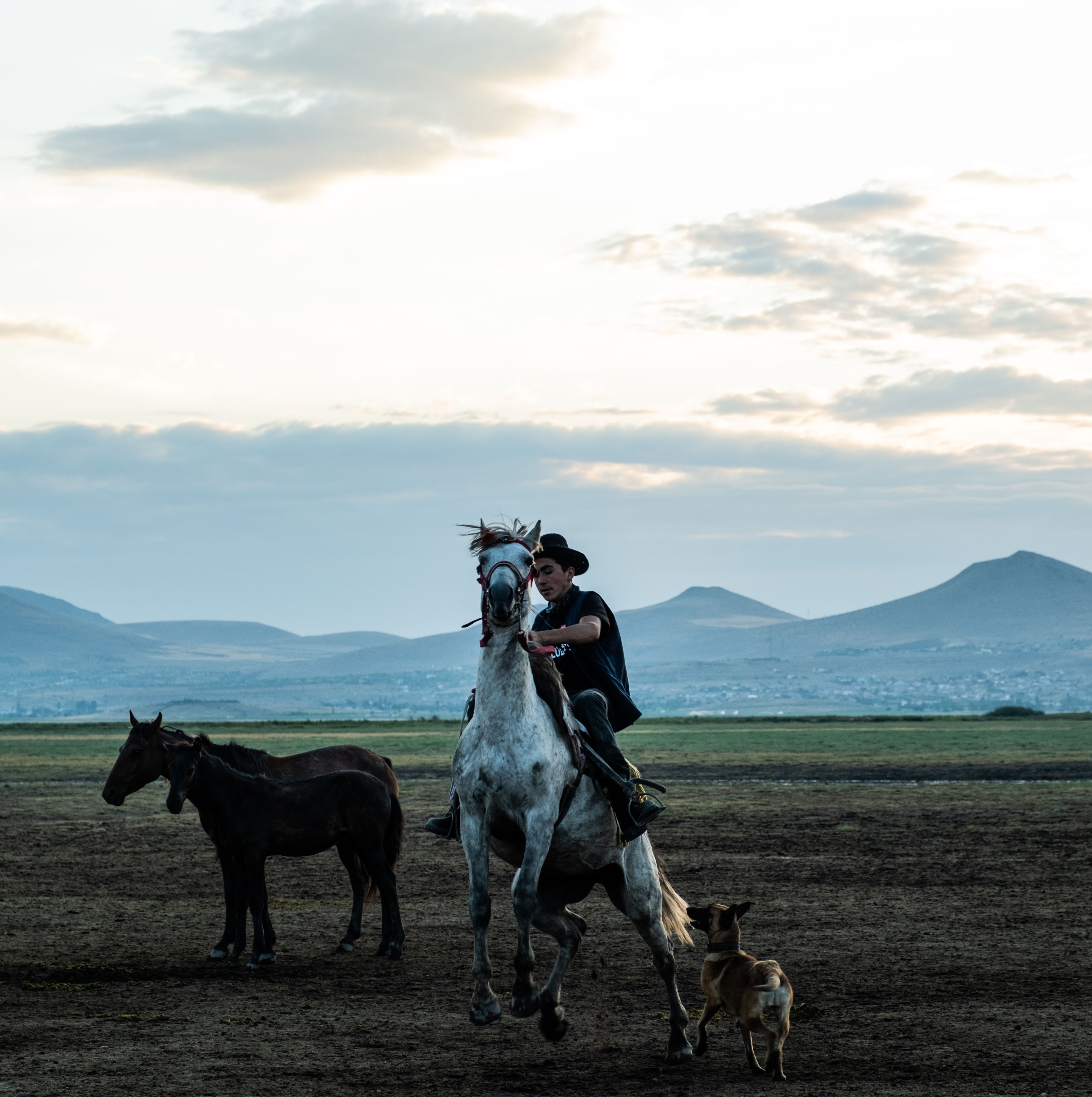 Man on Rearing Horse · Free Stock Photo