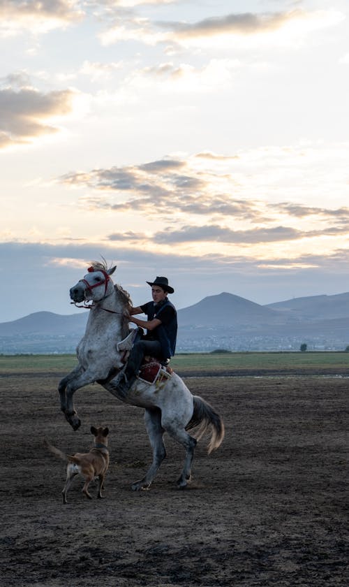Δωρεάν στοκ φωτογραφιών με άλογο, δράση, εκτροφή