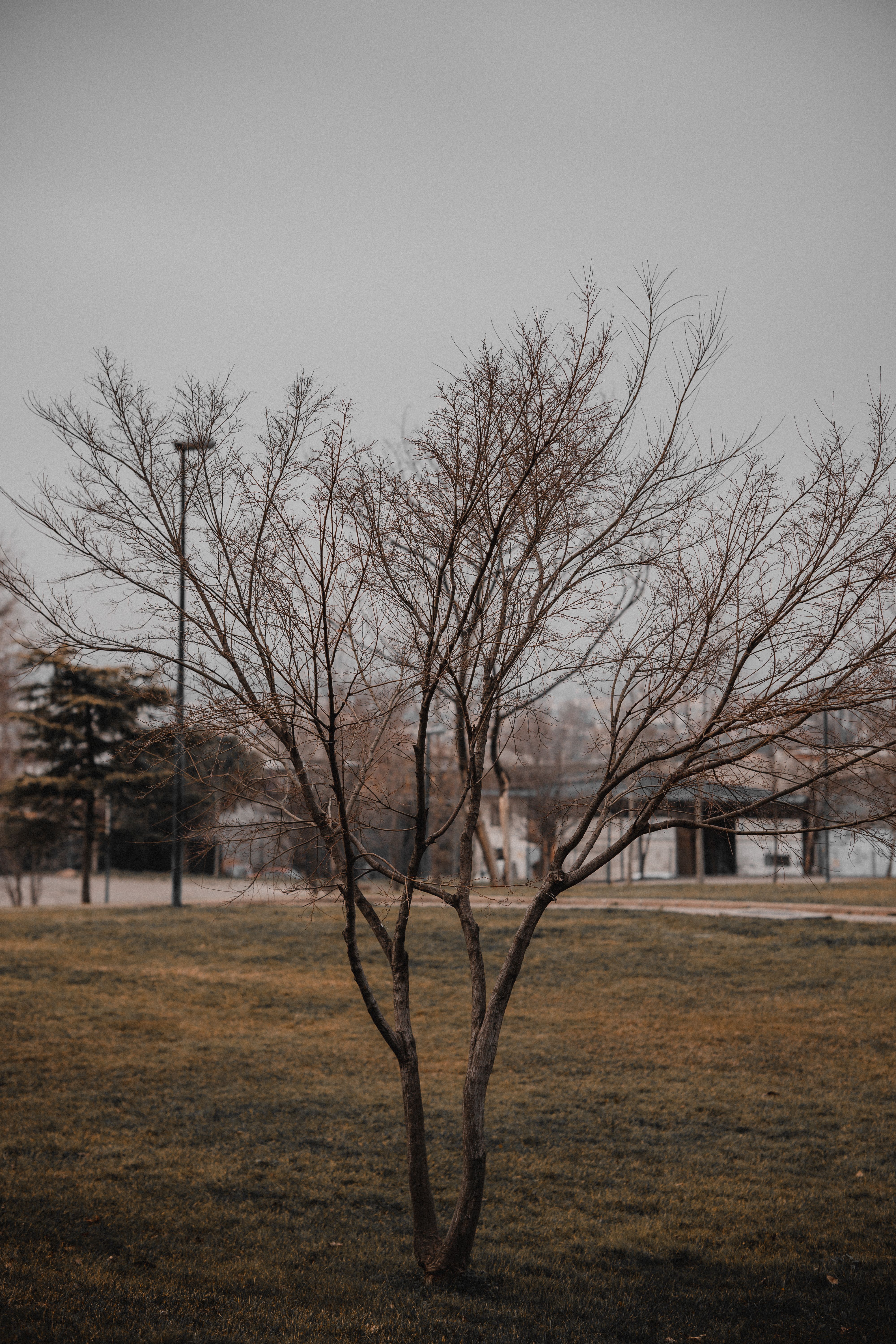 Barren Tree in Autumn · Free Stock Photo