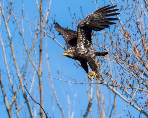 Close-up of an Eagle Spreading Its Wings