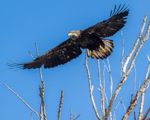 Foto d'estoc gratuïta de àguila, ales, animal