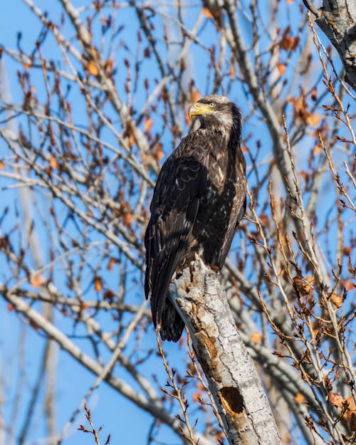 Close-up of an Eagle on a Tree