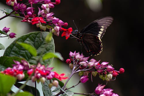 Black Butterfly Gathering Pollen