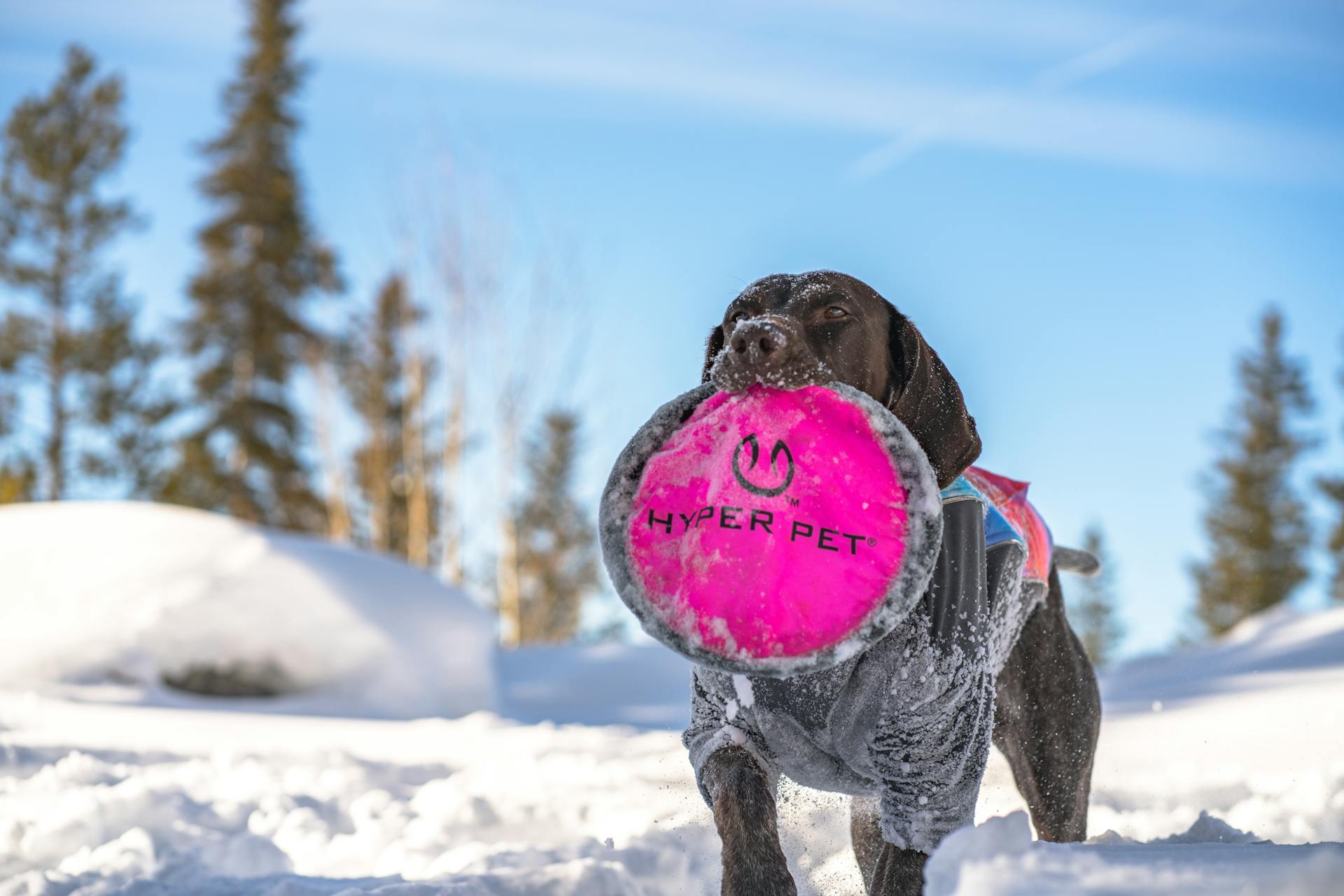 A German Shorthaired Pointer With a Frisbee