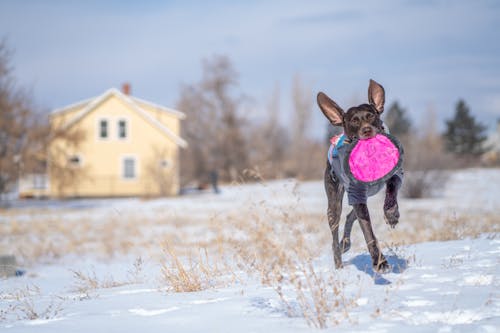 Dog Running on Snow Covered Ground