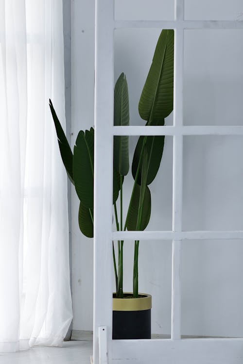 A Large Strelitzia Plant in a White Interior 