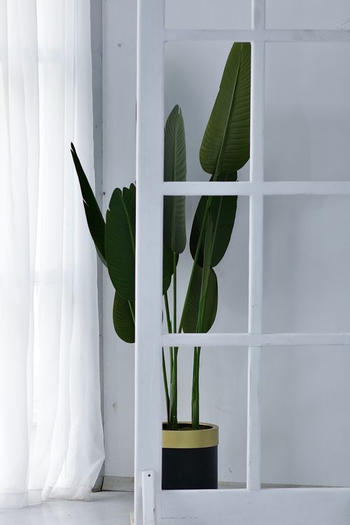 Free A Strelitzia plant in a minimalist room with white curtains, perfect for modern interiors. Stock Photo