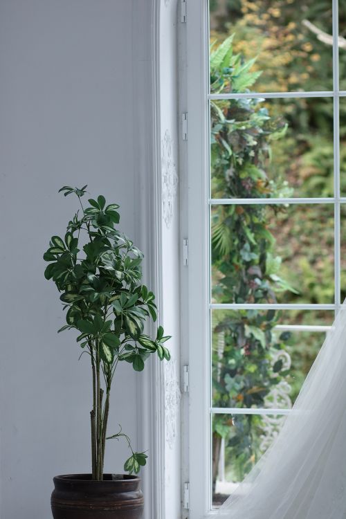 Free A potted plant placed inside near a window, offering a view of lush greenery outside. Stock Photo