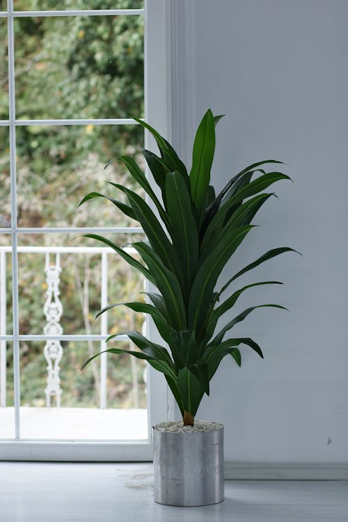 Decorative Potted Plant 