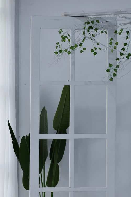 Free Elegant minimalist decor featuring a white frame and lush greenery, ideal for a serene atmosphere. Stock Photo