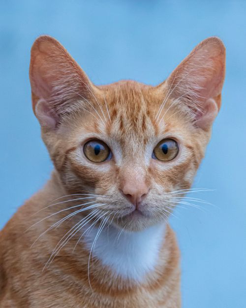 Free Charming portrait of a ginger cat with a curious expression, perfect for pet lovers. Stock Photo