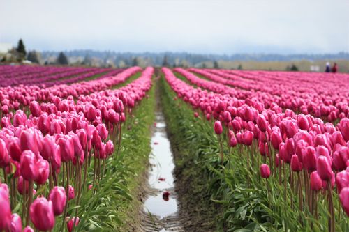 Free Expansive field of vibrant pink tulips in full bloom under a clear sky, perfect for spring themes. Stock Photo