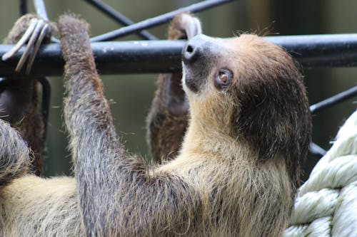 Lemur on Stick