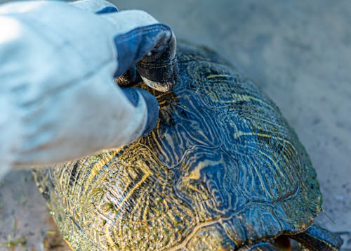 Foto profissional grátis de animal, escudo de tartaruga, fechar-se