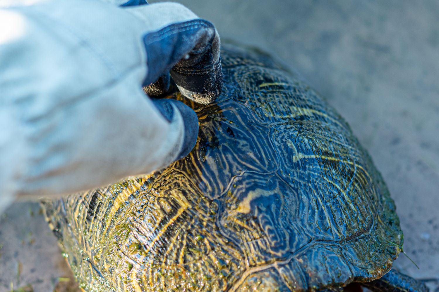 Shell Rubbing Rubbing Turtle Photos, Download The BEST Free Rubbing Turtle Stock ...