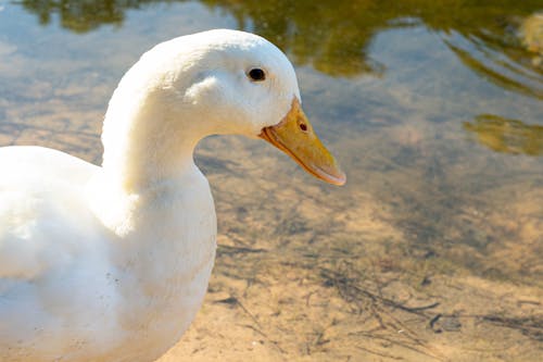 Immagine gratuita di acqua, anatra, animale