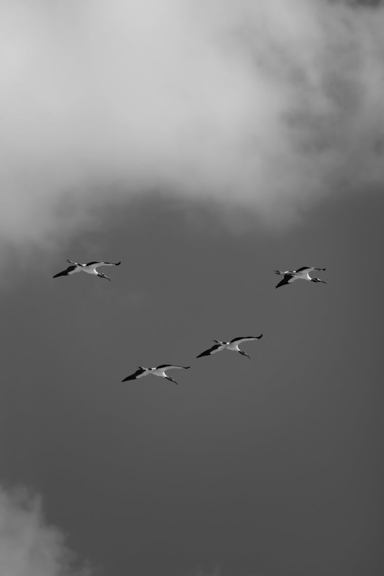 Photo Of Birds Flying