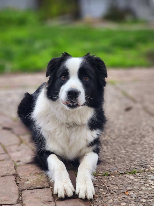 Kostenloses Stock Foto zu border collie, haustier, haustierporträt