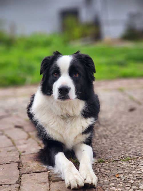 Free Portrait of a Border Collie dog outdoors, showcasing its captivating gaze in a lush setting. Stock Photo