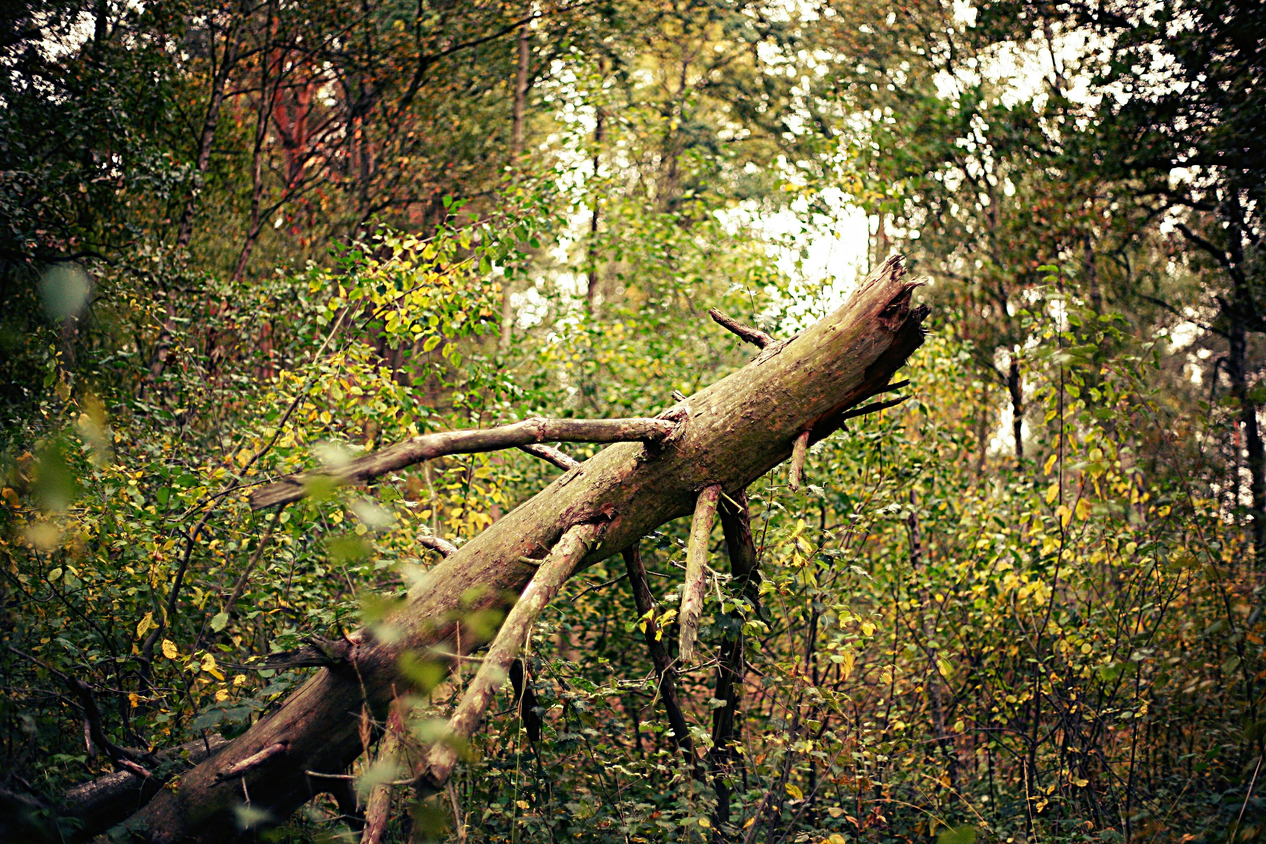 Free stock photo of broken, Broken tree, forest