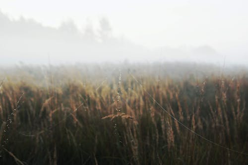 Fotobanka s bezplatnými fotkami na tému dedinský, hmla, hracie pole