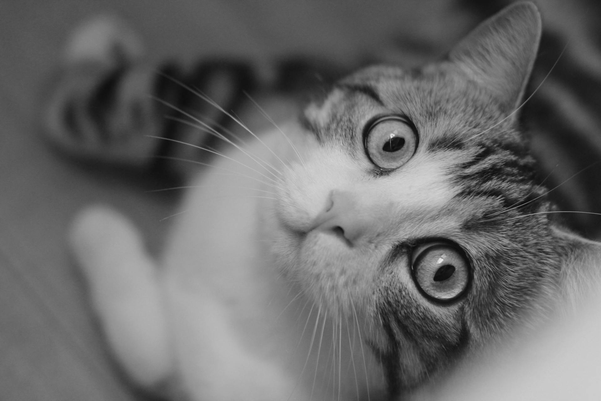 Staring Cat in Close-up View