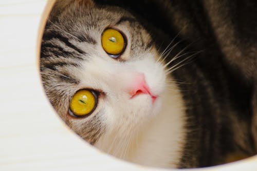 Cute Cat with Big Eyes