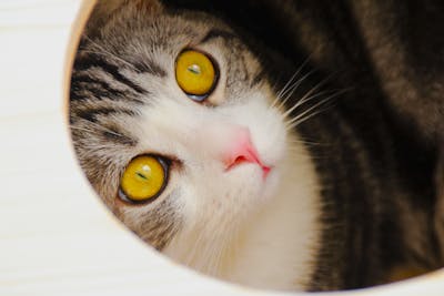 Cat with Big Eyes