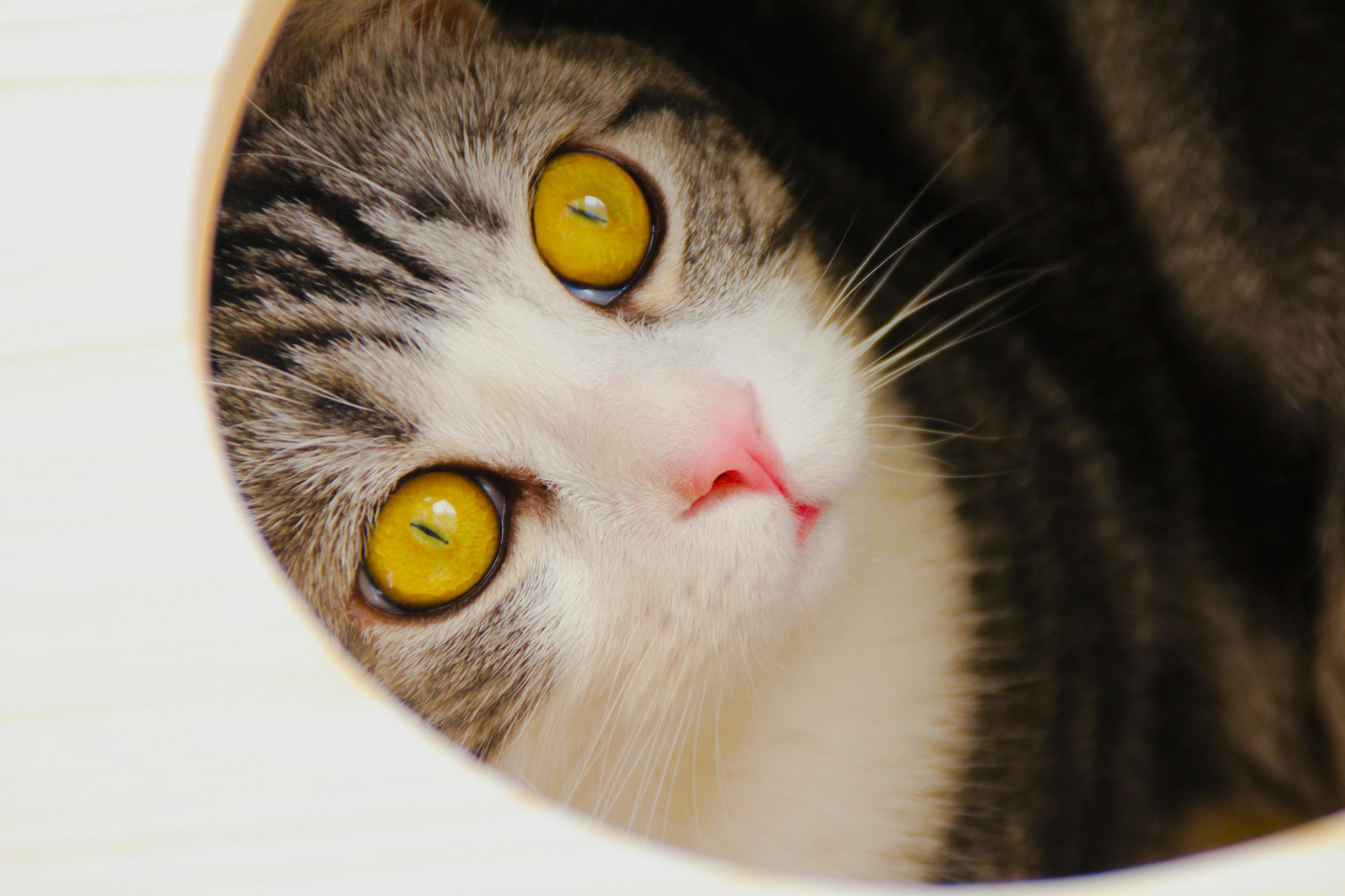 https://images.pexels.com/photos/15371478/pexels-photo-15371478/free-photo-of-cute-cat-with-big-eyes.jpeg