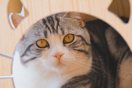 一个干净、宽敞且放置在安静角落的猫砂盆