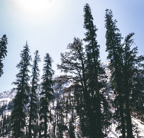 Ilmainen kuvapankkikuva tunnisteilla auringonvalo, havupuinen, havupuut