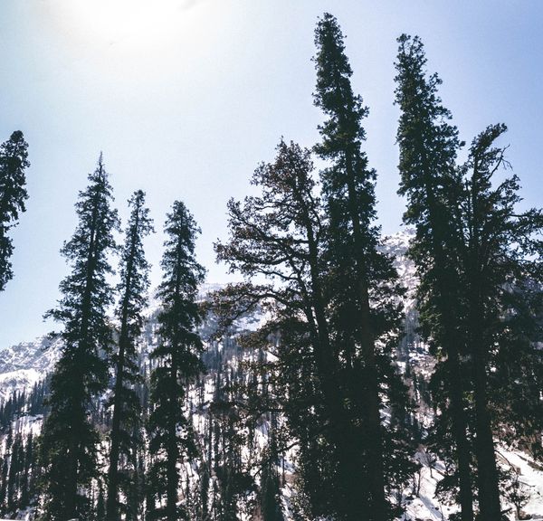 Cultural Tour of Manali