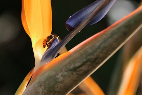 strelitzia reginae, strelizia, 곤충의 무료 스톡 사진