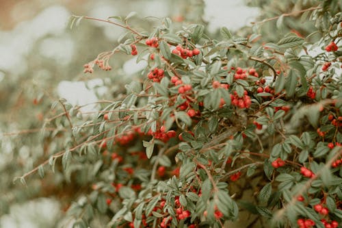 Red Berries on Twigs