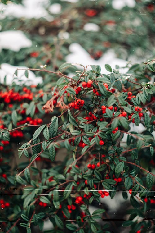 Foto stok gratis buah-buahan, cabang, cotoneaster berdaun willow