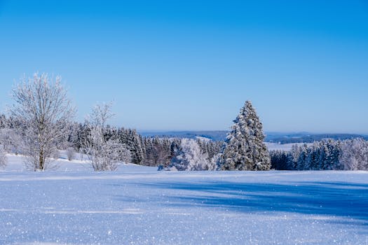 A tranquil winter scene with snow-covered trees under a bright blue sky.