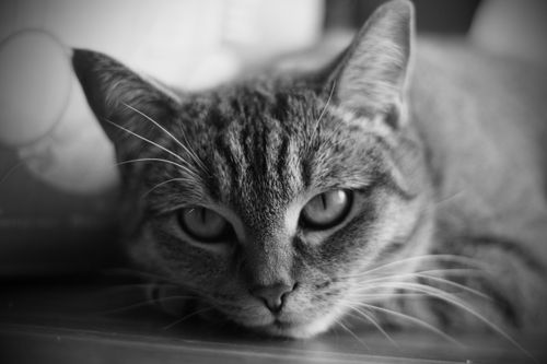 Free Black and white close-up of a tabby cat gazing intensely at the camera. Stock Photo
