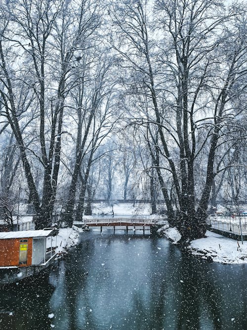 Immagine gratuita di alberi spogli, freddo, gelo