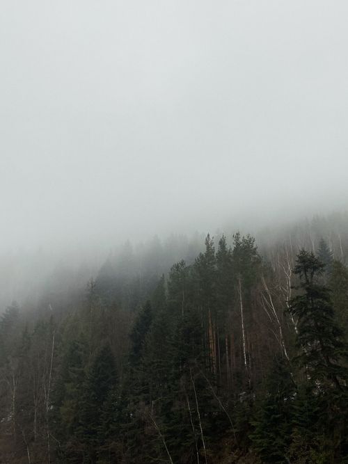 Free A tranquil forest landscape shrouded in fog, capturing the essence of nature's misty beauty. Stock Photo