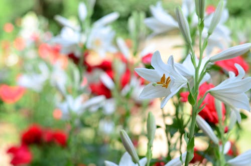 Bright White Flowers in Garden