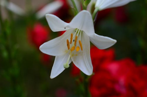 Beyaz çiçek, büyüme, doğa içeren Ücretsiz stok fotoğraf