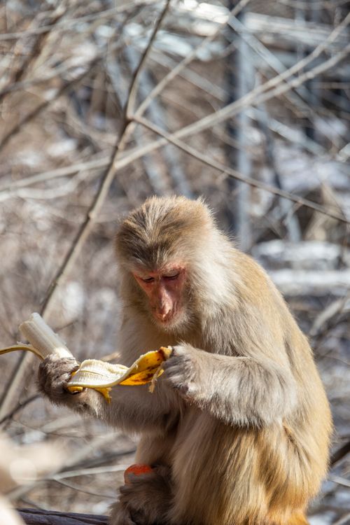 Free Close-up of a macaque monkey sitting outdoors, peeling and eating a banana. Stock Photo