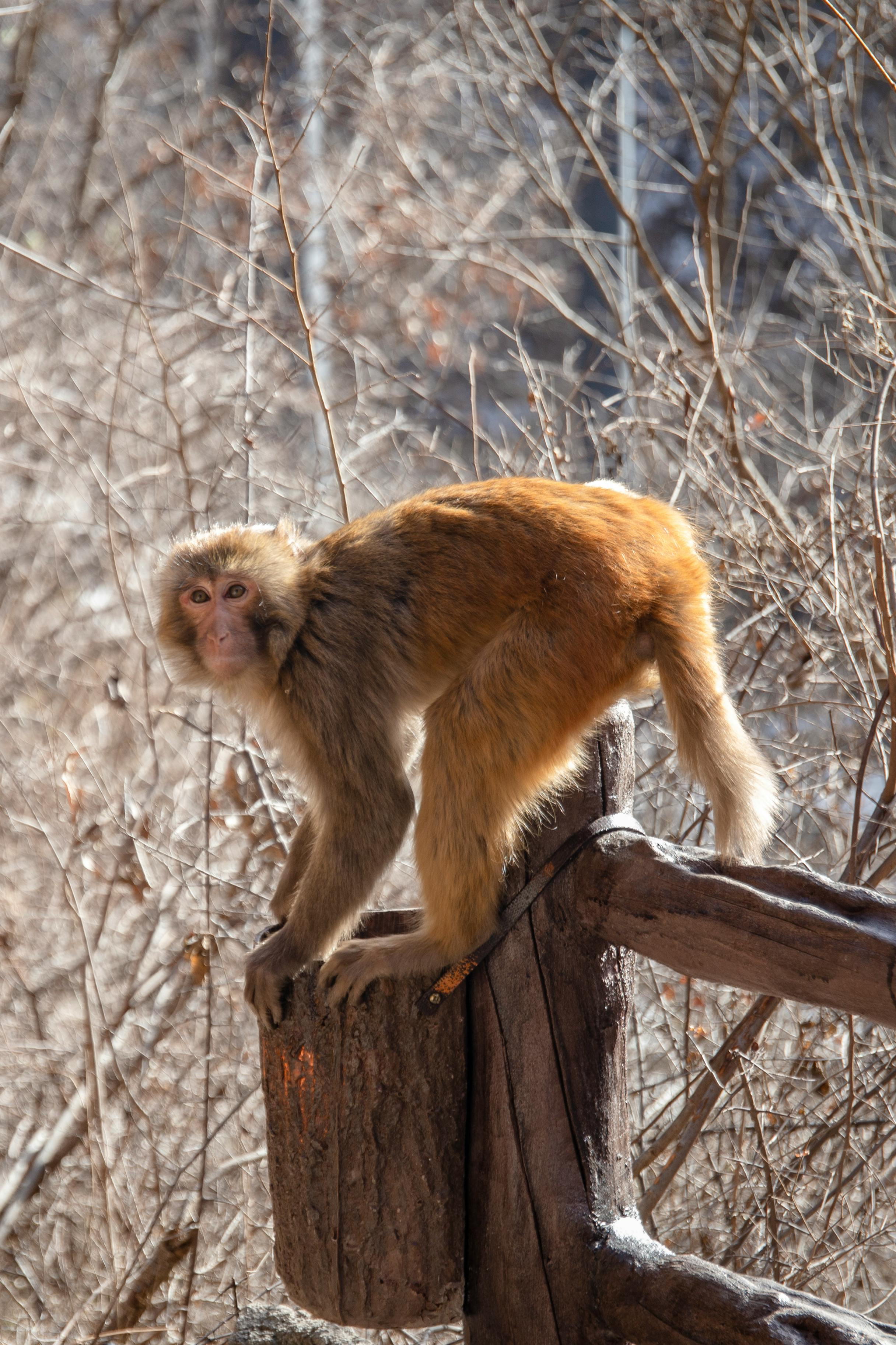 young macaque on wooden fence