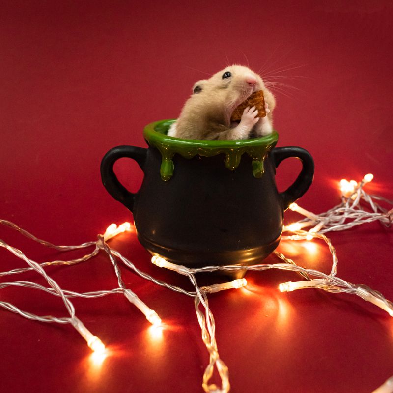 Hamster zähmen ohne Stress: Vertrauen zum nachtaktiven Tier aufbauen — helpful reference illustration