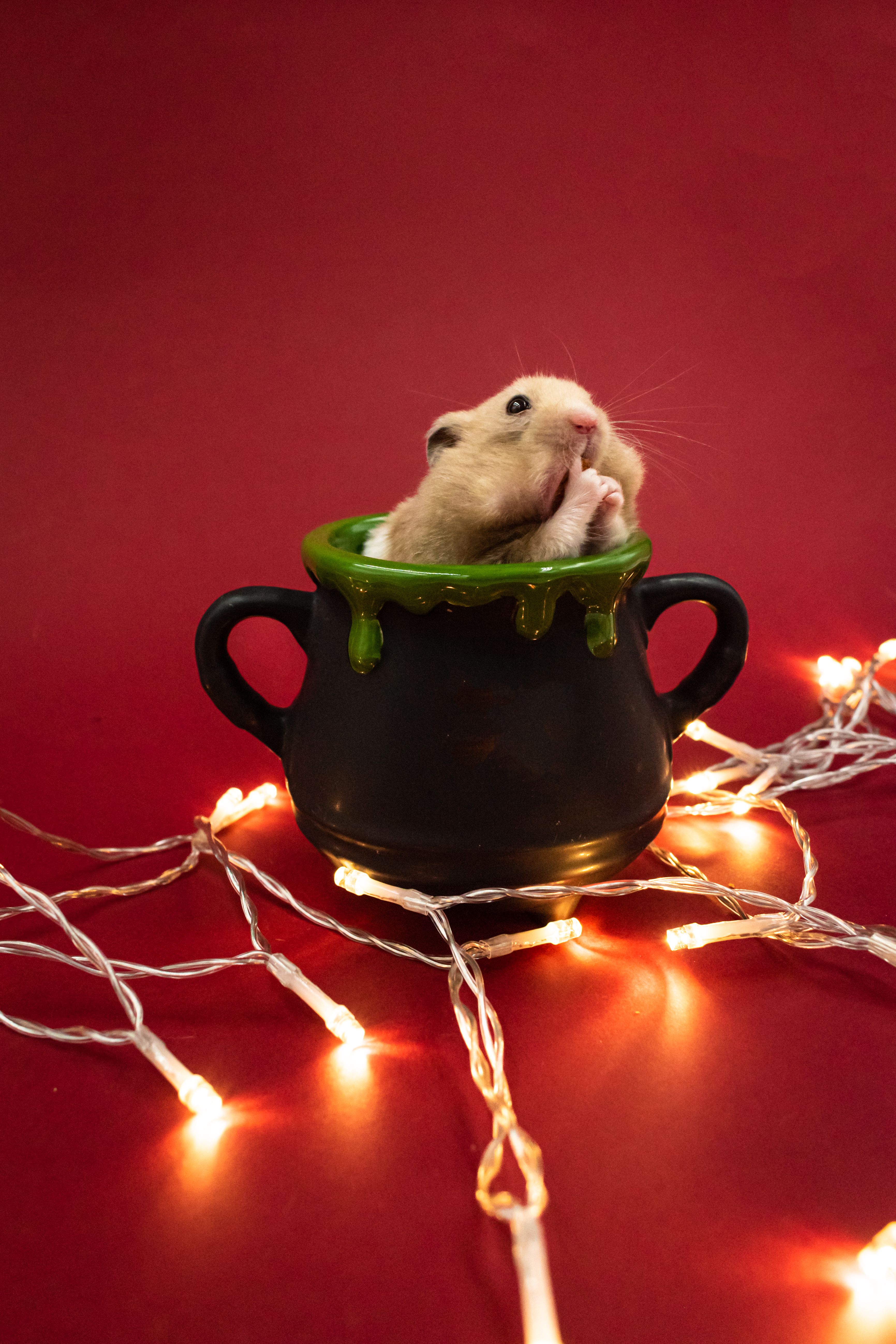 Hamster Eating Coloring Page
