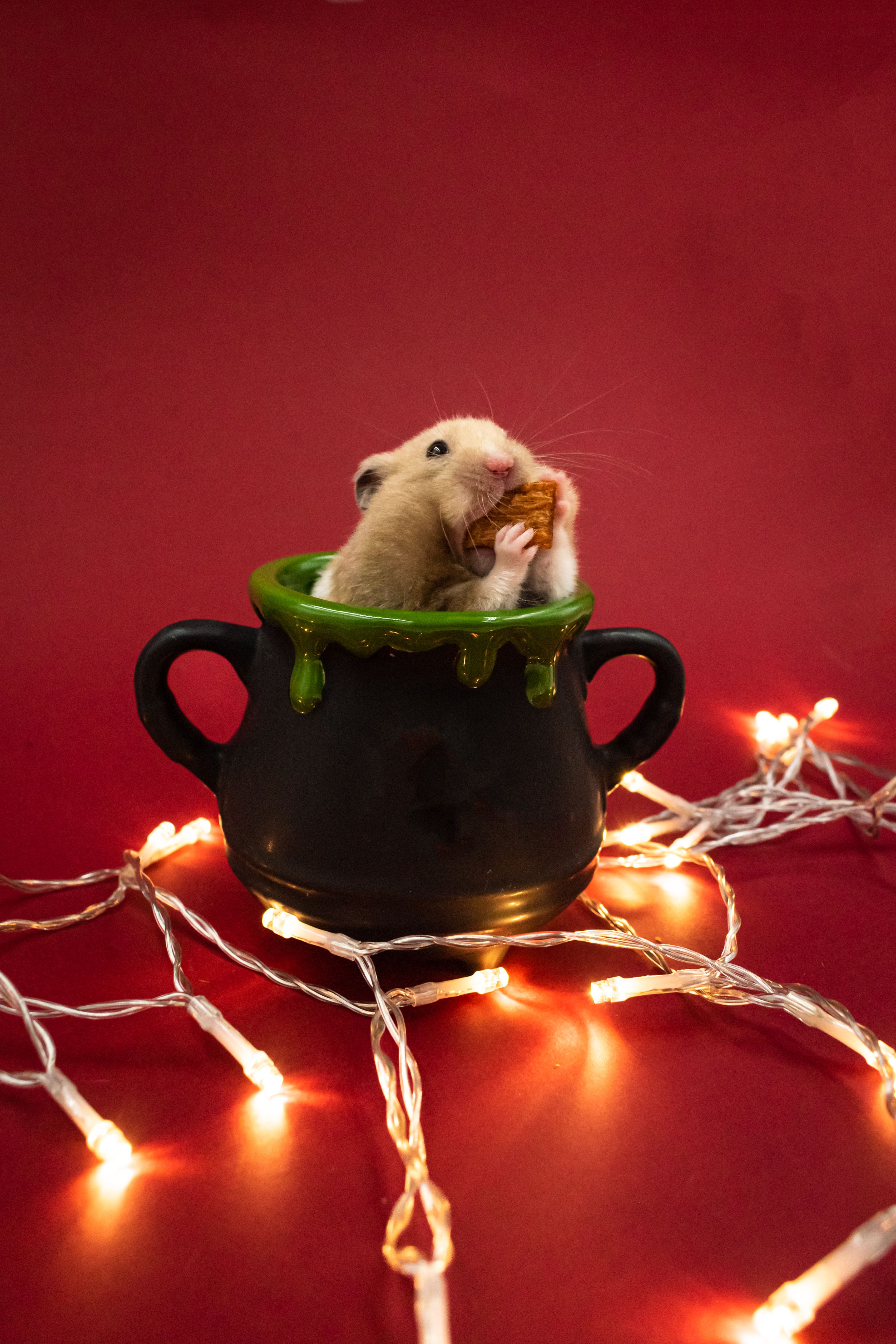 Sleeping Hamster Coloring