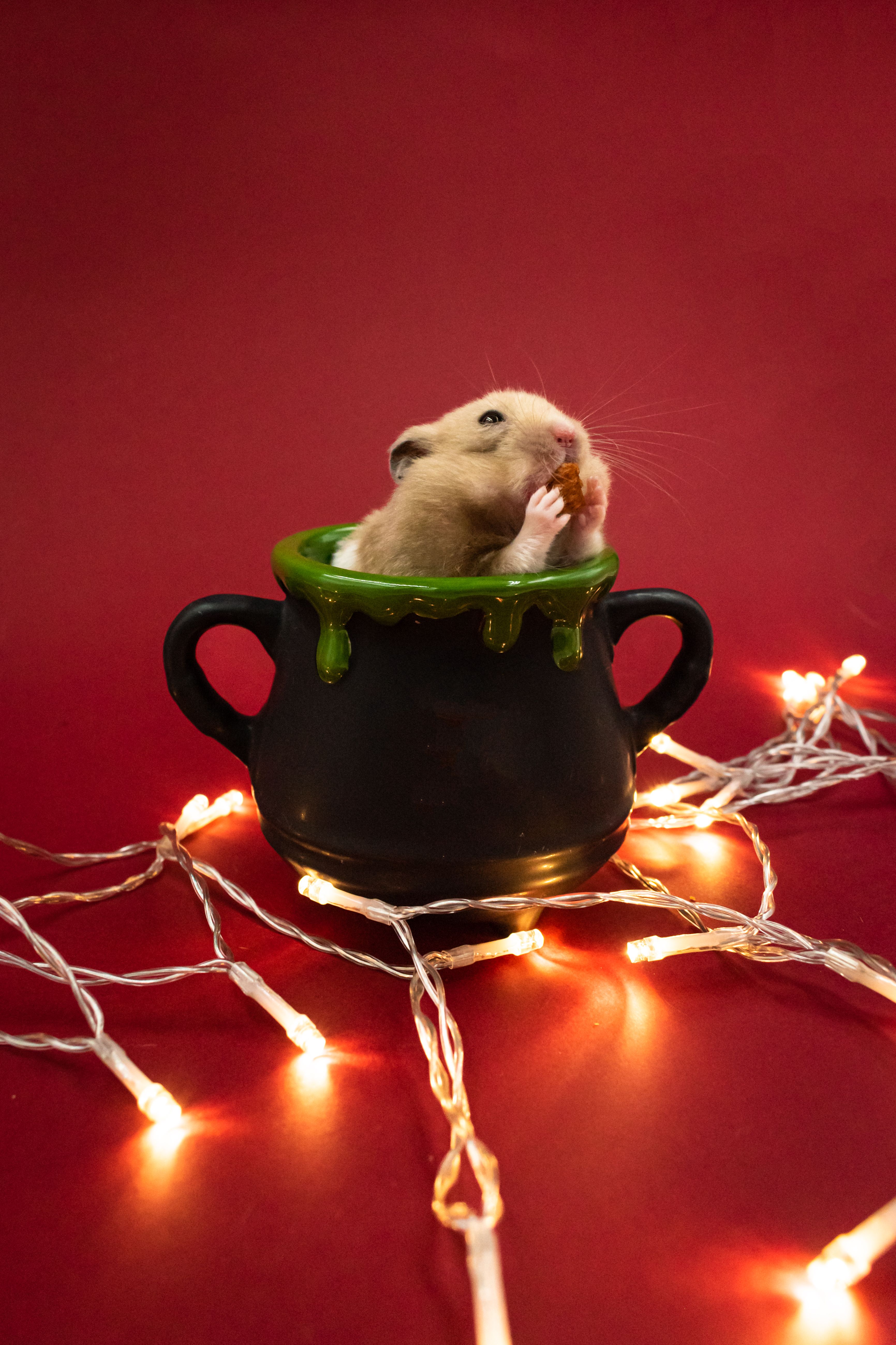 Hamster in Tunnel Coloring