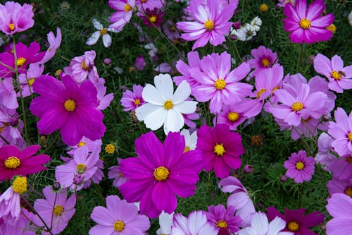 Photos gratuites de camomille, chrysanthème, croissance