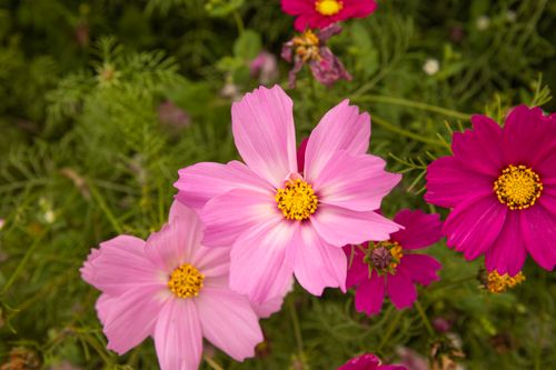 Free Colorful cosmos flowers blooming in a lush green garden, showcasing nature's beauty. Stock Photo
