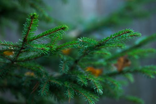 Darmowe zdjęcie z galerii z liście, natura, świeży